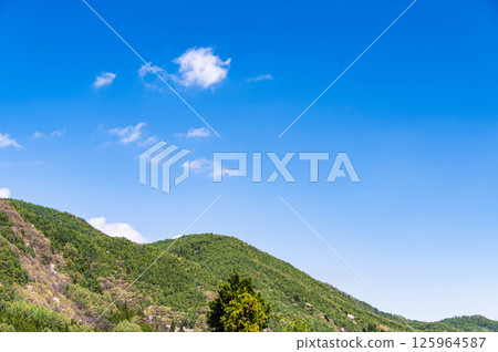 清新的綠色和藍天 125964587