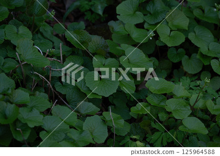 開花前的野山葵 125964588