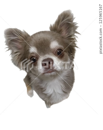 吉娃娃抬頭 125965167