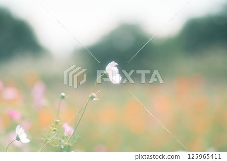 奇幻般的宇宙 125965411