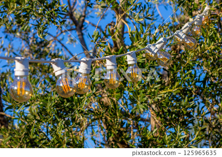String lights hanging on a tree in a wine park String lights hanging on a tree in a wine park 125965635