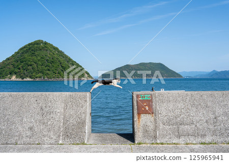 佐奈吉島的跳貓 125965941