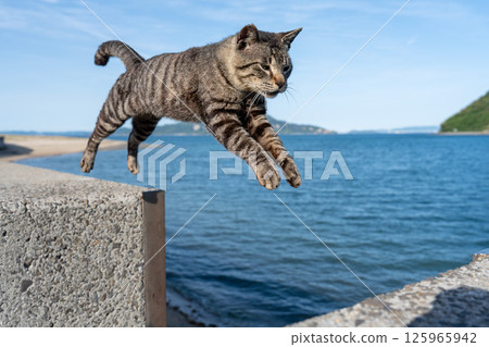 Sanagishima's Jumping Cat 125965942