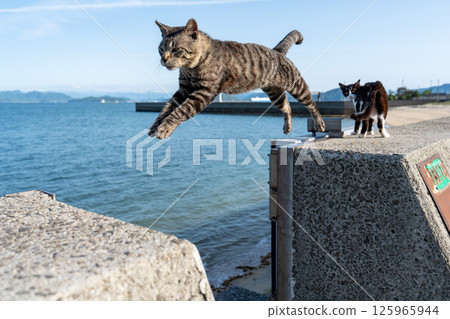佐奈吉島的跳貓 佐奈吉島的跳貓 125965944