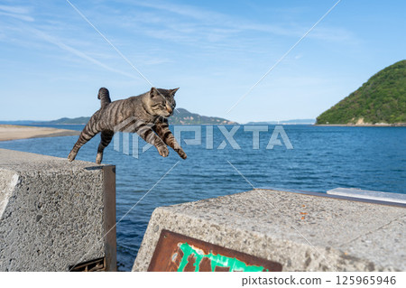 Sanagishima's Jumping Cat 125965946