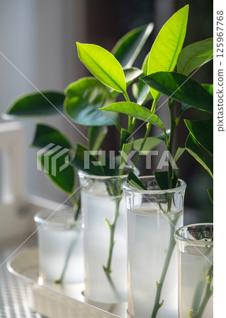 Sprouts of tangerine plant in glass tubes with rooting hormones stimulant dissolved in water closeup Sprouts of tangerine plant in glass tubes with rooting hormones stimulant dissolved in water closeup 125967768