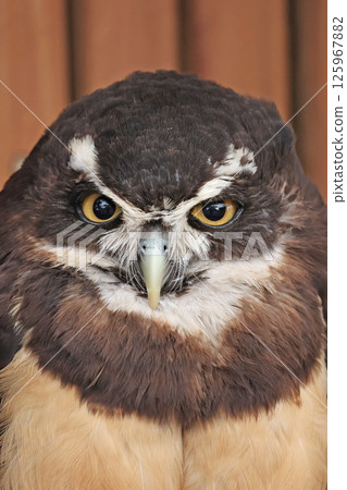 Spectacled owl Spectacled owl 125967882