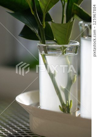 Propagation of citrus trees by cuttings in water enriched with rooting hormones, home gardening.  125967884