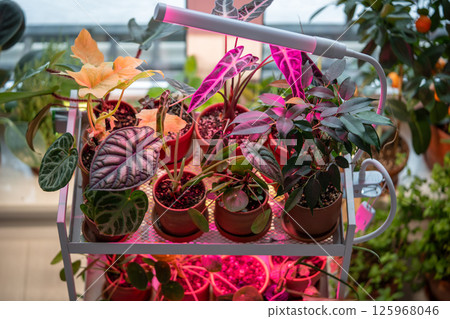 Phyto lamp illuminates plant at home. LED lamp for supplementary lighting of houseplants in winter 125968046