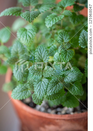 Lemon balm herb in terracotta pot on windowsill at home, closeup. Indoor gardening concept 125968047