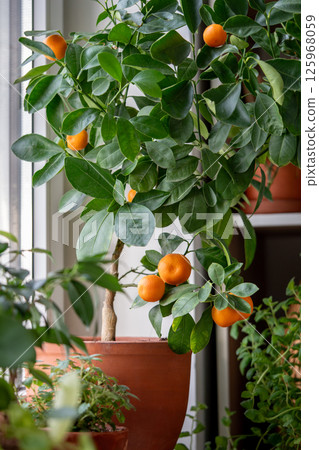 Tangerine tree with fruits in terracotta pot on windowsill at home. Calamondin citrus plant.  125968059