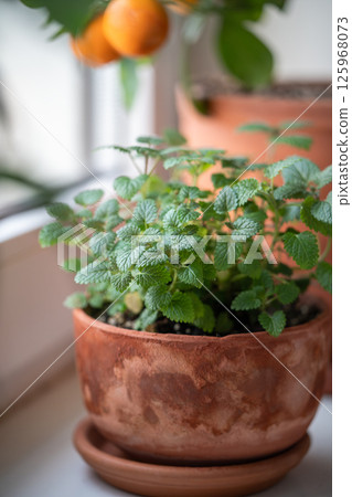 Lemon balm herb in old terracotta pot on windowsill at home, closeup. Indoor gardening concept 125968073