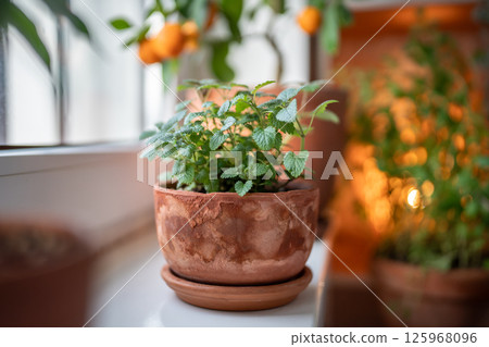 Lemon balm herb in old terracotta pot on windowsill at home, closeup. Indoor gardening concept 125968096