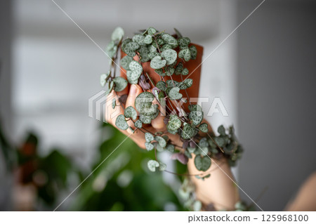 Hand holding Ceropegia Woodii houseplant with long heart shaped leaves in terracotta pot closeup Hand holding Ceropegia Woodii houseplant with long heart shaped leaves in terracotta pot closeup 125968100