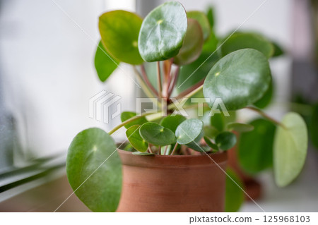 Closeup of Pilea peperomioides houseplant in pot on windowsill at home. Chinese money plant.  125968103