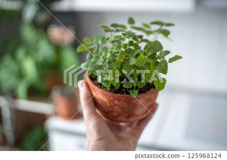 Hand holding lemon balm herb in terracotta pot at home, closeup. Indoor gardening concept Hand holding lemon balm herb in terracotta pot at home, closeup. Indoor gardening concept 125968124
