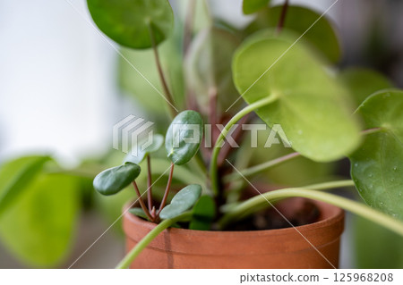 Macro shot of Pilea peperomioides sprout together with mother plant in pot. Chinese money houseplant Macro shot of Pilea peperomioides sprout together with mother plant in pot. Chinese money houseplant 125968208