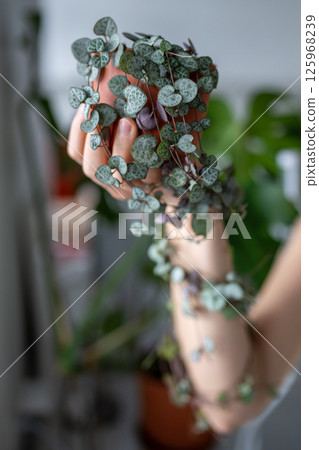 Hand holding Ceropegia Woodii houseplant with long heart shaped leaves in terracotta pot closeup 125968239