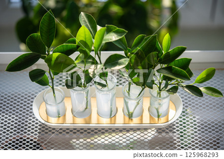 Sprouts of tangerine plant in glass tubes with rooting hormones stimulant dissolved in water closeup Sprouts of tangerine plant in glass tubes with rooting hormones stimulant dissolved in water closeup 125968293