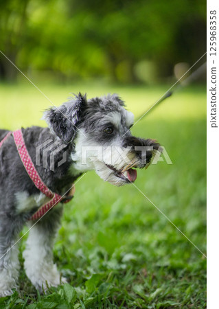 散步的迷你雪納瑞犬 125968358