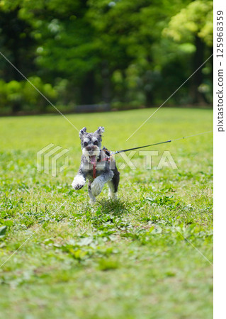 迷你雪納瑞在草地上奔跑 125968359