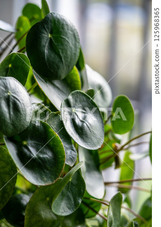 Pilea peperomioides with round leaves, lush bush of Chinese money plant at home closeup Pilea peperomioides with round leaves, lush bush of Chinese money plant at home closeup 125968365