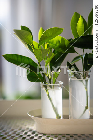 Sprouts of tangerine plant in glass tubes with rooting hormones stimulant dissolved in water closeup 125968380