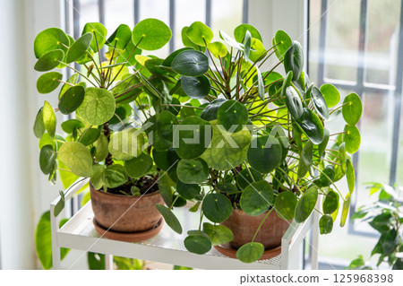 Pilea peperomioides in clay pots, two lush bush of Chinese money plants on cart at home 125968398