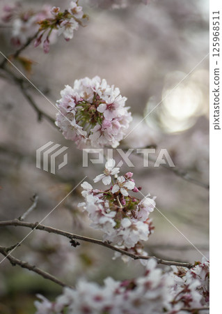 White flowering Cherry sakura tree, soft focus closeup. Spring time, season in nature. White flowering Cherry sakura tree, soft focus closeup. Spring time, season in nature. 125968511