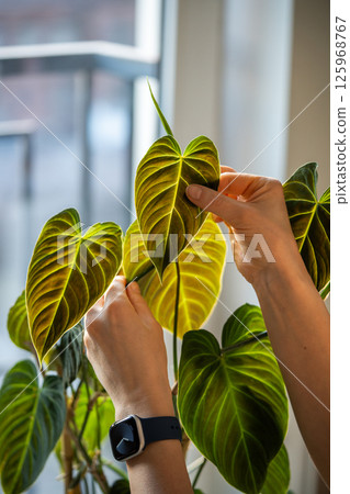Woman hand touching green Philodendron Splendid leaf, closeup. Home gardening, plant lovers 125968767