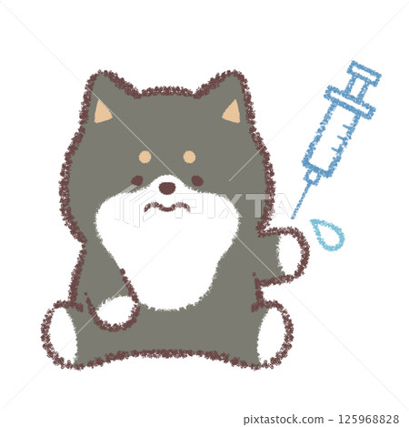 黑色柴犬正在註射 125968828