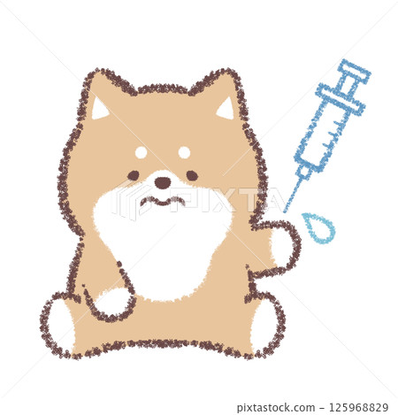 柴犬正在註射 125968829