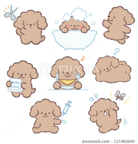 Toy poodle variation set Toy poodle variation set 125968840