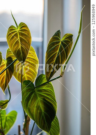 Climbing Philodendron Splendid plant with hear shaped green velvet leaves next to a window 125968949