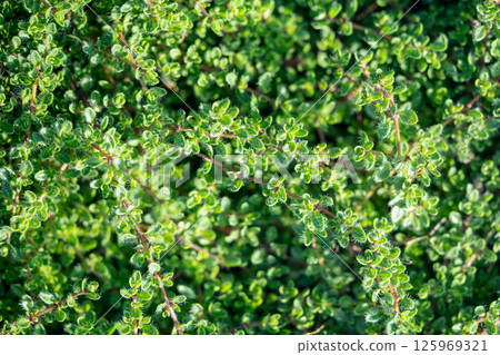 Green fresh aromatic creeping Thymus caucasicus bush growing in garden, top view, closeup. 125969321