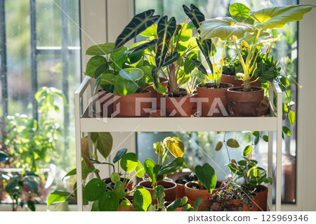 Indoor plants in clay pots on cart at home. Houseplants Alocasia, Philodendron Satin, Dischidia Indoor plants in clay pots on cart at home. Houseplants Alocasia, Philodendron Satin, Dischidia 125969346