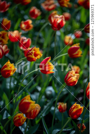 Soft focus on tulip flower among other vibrant red orange floral plants growing in flowerbed. Soft focus on tulip flower among other vibrant red orange floral plants growing in flowerbed. 125969371