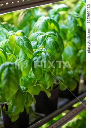 Genovese basil grow in pots on shelf under phyto lights, cultivated in greenhouse for sale and hobby Genovese basil grow in pots on shelf under phyto lights, cultivated in greenhouse for sale and hobby 125969480