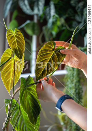 Woman hand touching green Philodendron Splendid leaf, closeup. Home gardening, plant lovers Woman hand touching green Philodendron Splendid leaf, closeup. Home gardening, plant lovers 125969483