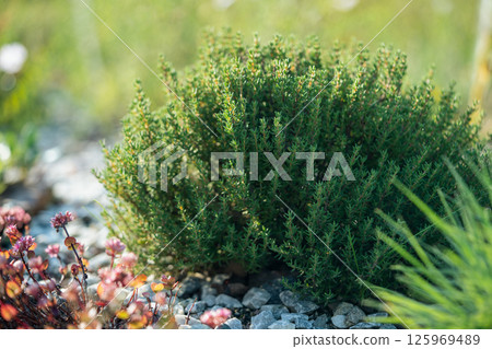 Green fresh aromatic Thymus vulgaris bush growing in garden, closeup. Green fresh aromatic Thymus vulgaris bush growing in garden, closeup. 125969489