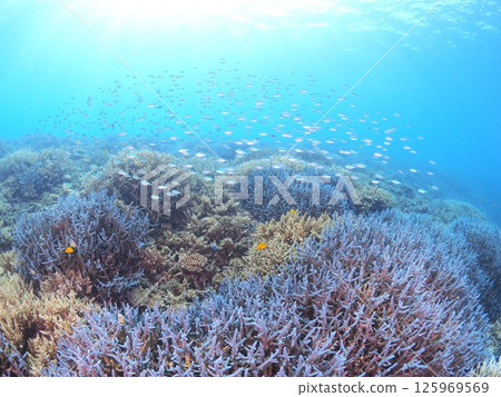 Spectacular underwater scenery at a tropical resort | Experience scuba diving and the coral reefs of Ishigaki Island Spectacular underwater scenery at a tropical resort | Experience scuba diving and the coral reefs of Ishigaki Island 125969569