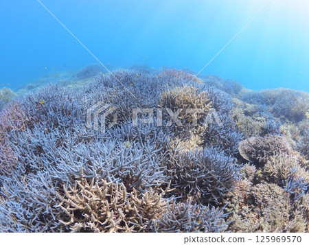 Spectacular underwater scenery at a tropical resort | Experience scuba diving and the coral reefs of Ishigaki Island Spectacular underwater scenery at a tropical resort | Experience scuba diving and the coral reefs of Ishigaki Island 125969570