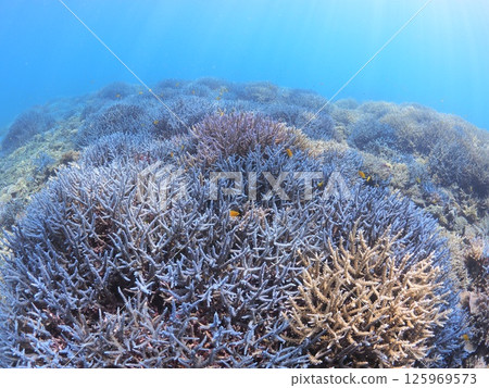 Spectacular underwater scenery at a tropical resort | Experience scuba diving and the coral reefs of Ishigaki Island 125969573