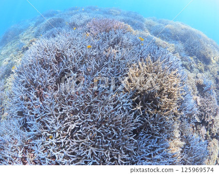 Spectacular underwater scenery at a tropical resort | Experience scuba diving and the coral reefs of Ishigaki Island 125969574