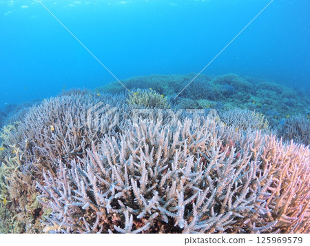 Spectacular underwater scenery at a tropical resort | Experience scuba diving and the coral reefs of Ishigaki Island 125969579