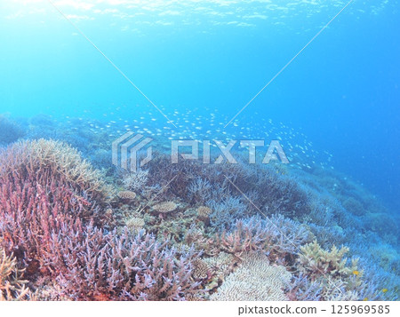 Spectacular underwater scenery at a tropical resort | Experience scuba diving and the coral reefs of Ishigaki Island Spectacular underwater scenery at a tropical resort | Experience scuba diving and the coral reefs of Ishigaki Island 125969585