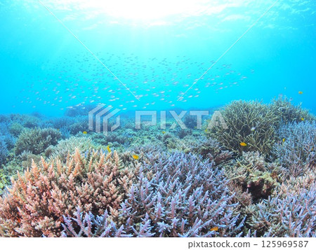 Spectacular underwater scenery at a tropical resort | Experience scuba diving and the coral reefs of Ishigaki Island 125969587