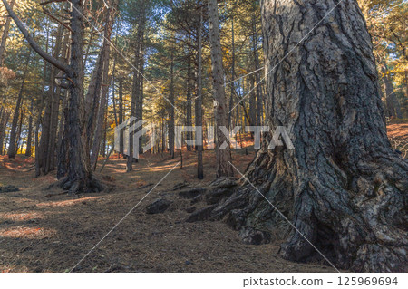 Serenity Trail in Etna Woods Serenity Trail in Etna Woods 125969694