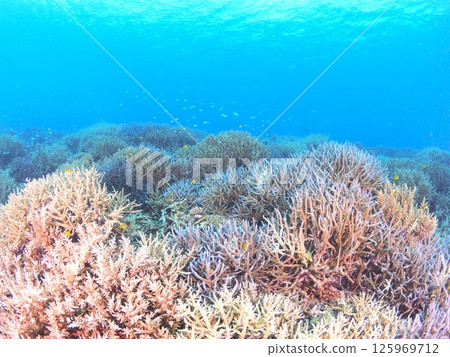 Spectacular underwater scenery at a tropical resort | Experience scuba diving and the coral reefs of Ishigaki Island 125969712
