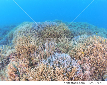 Spectacular underwater scenery at a tropical resort | Experience scuba diving and the coral reefs of Ishigaki Island 125969713